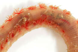 Image of lugworm