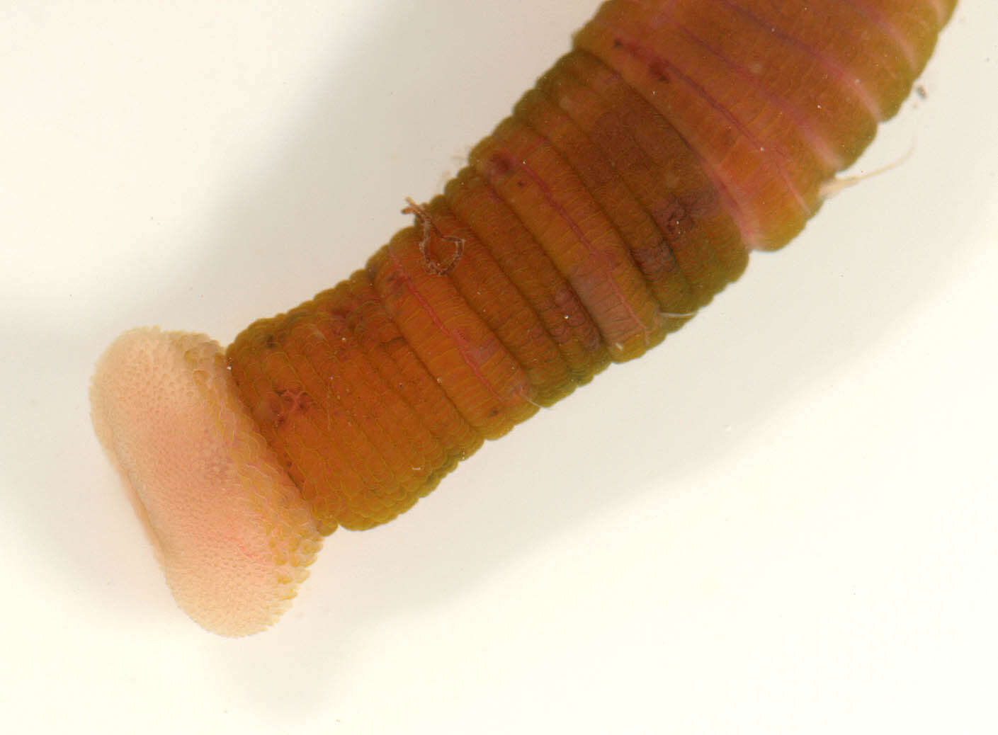 Image of lugworm