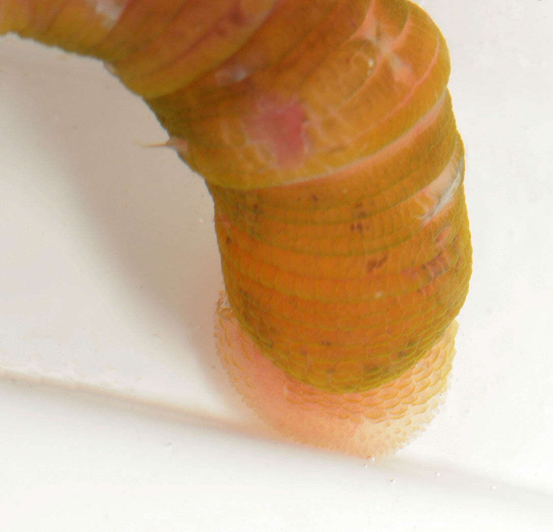 Image of lugworm