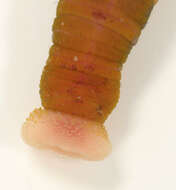 Image of lugworm