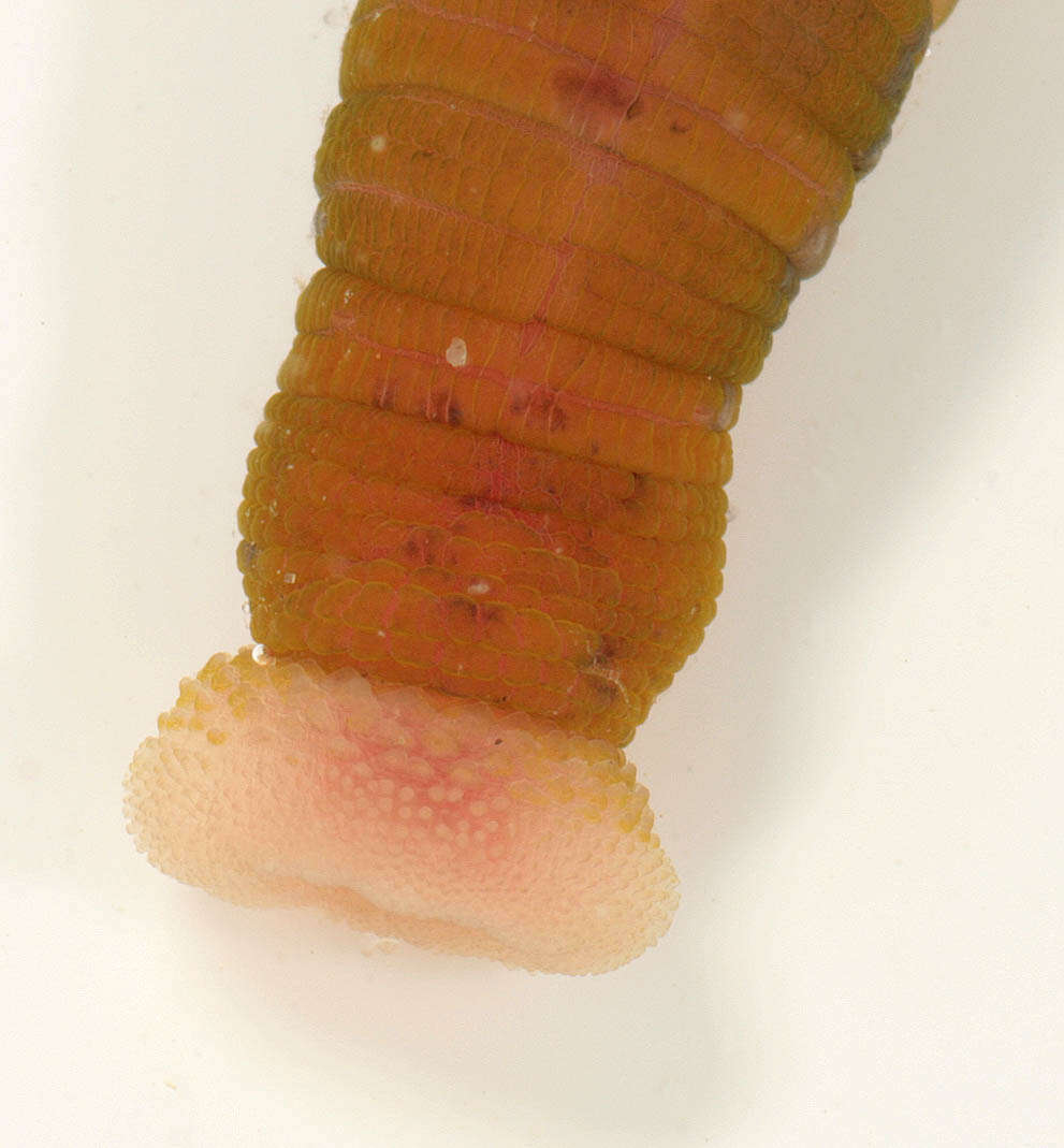 Image of lugworm