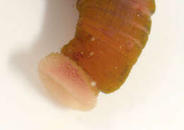 Image of lugworm