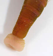 Image of lugworm