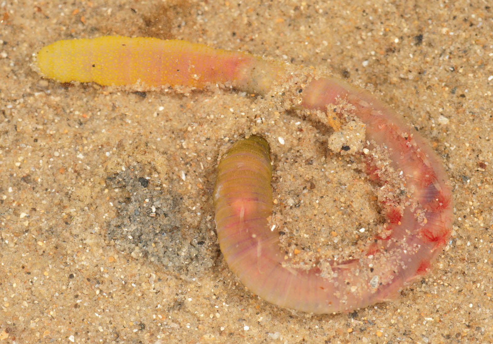 Image of lugworm