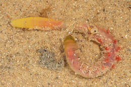 Image of lugworm