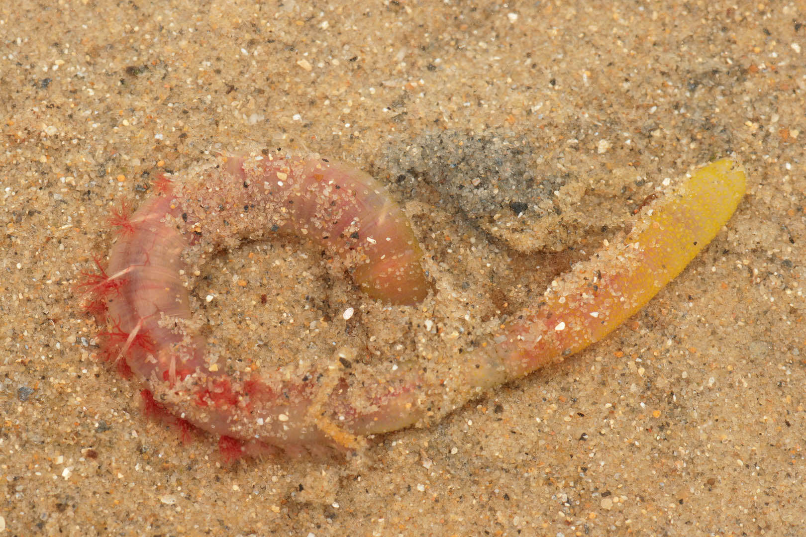 Image of lugworm