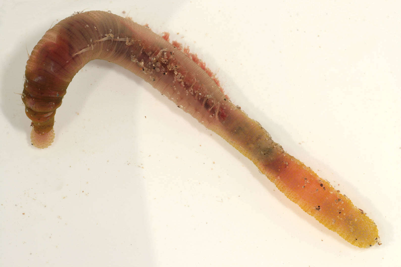 Image of lugworm