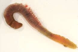 Image of lugworm