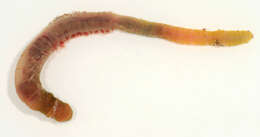 Image of lugworm