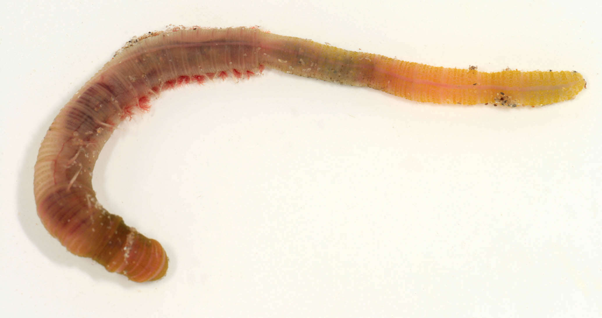 Image of lugworm