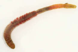 Image of lugworm