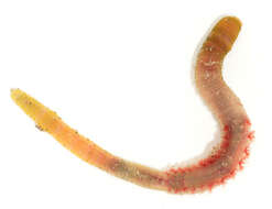 Image of lugworm