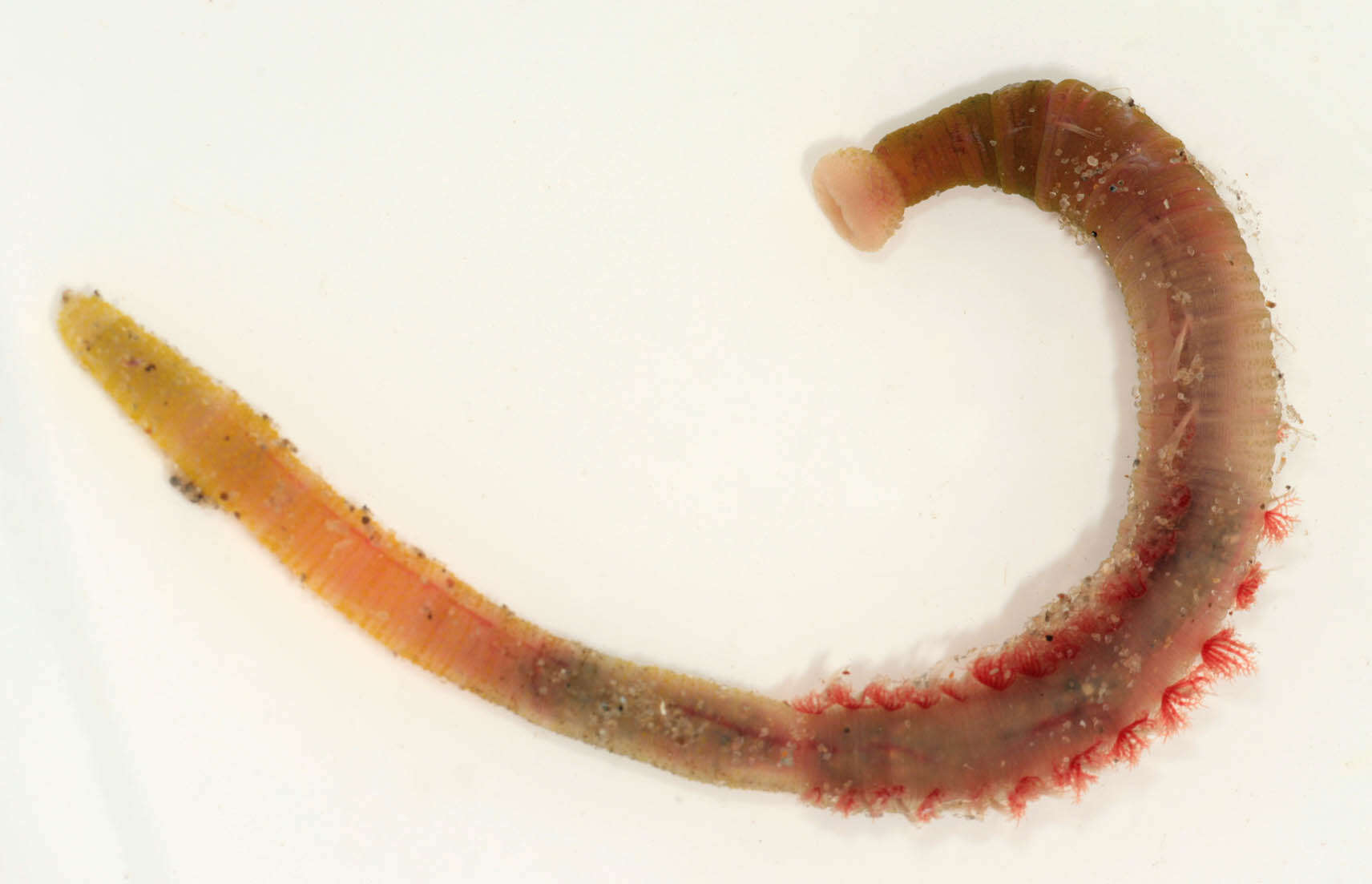 Image of lugworm