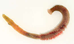 Image of lugworm