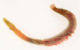 Image of lugworm