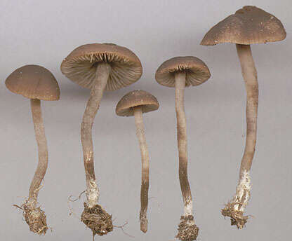 Image of Dermoloma