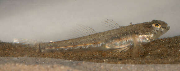 Image of Common Goby