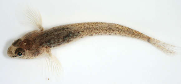 Image of Common Goby