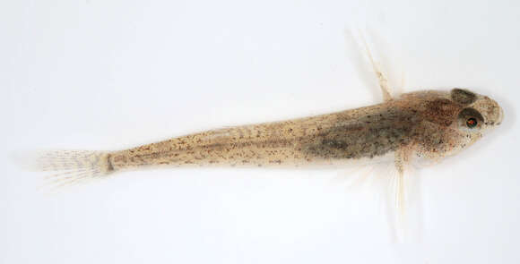 Image of Common Goby