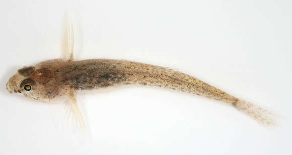 Image of Common Goby