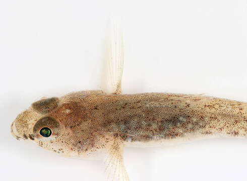 Image of Common Goby