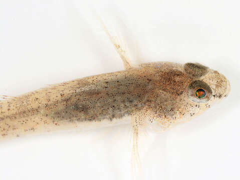 Image of Common Goby