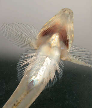 Image of Common Goby