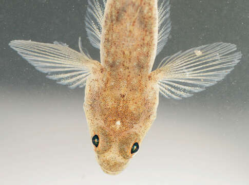 Image of Common Goby