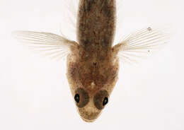 Image of Common Goby