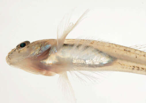 Image of Common Goby