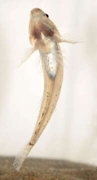 Image of Common Goby