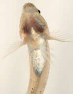 Image of Common Goby