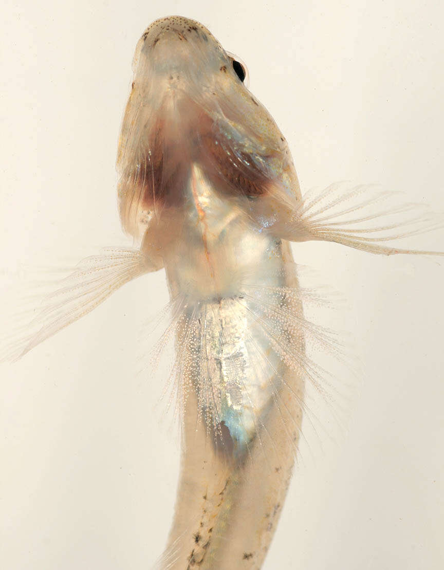 Image of Common Goby