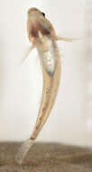 Image of Common Goby