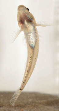 Image of Common Goby