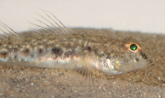 Image of Common Goby