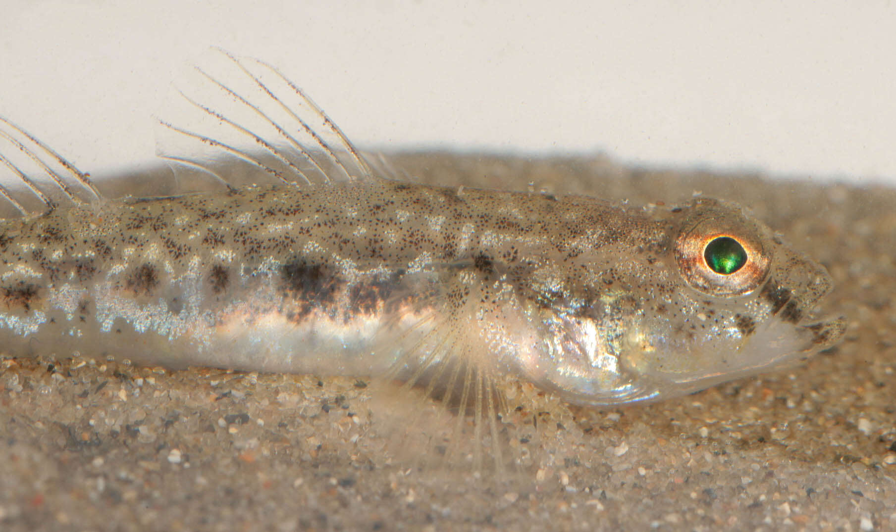 Image of Common Goby