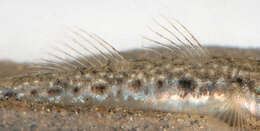 Image of Common Goby