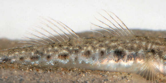 Image of Common Goby