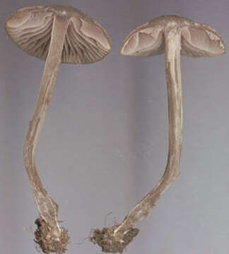 Image of Dermoloma josserandii Dennis & P. D. Orton 1960