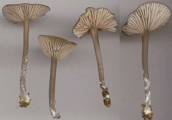 Image of Entoloma huijsmanii Noordel. 1984