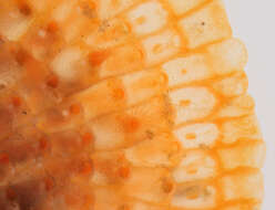 Image of Bryozoan