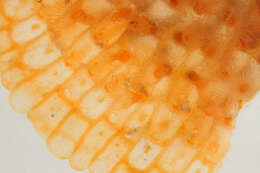 Image of Bryozoan