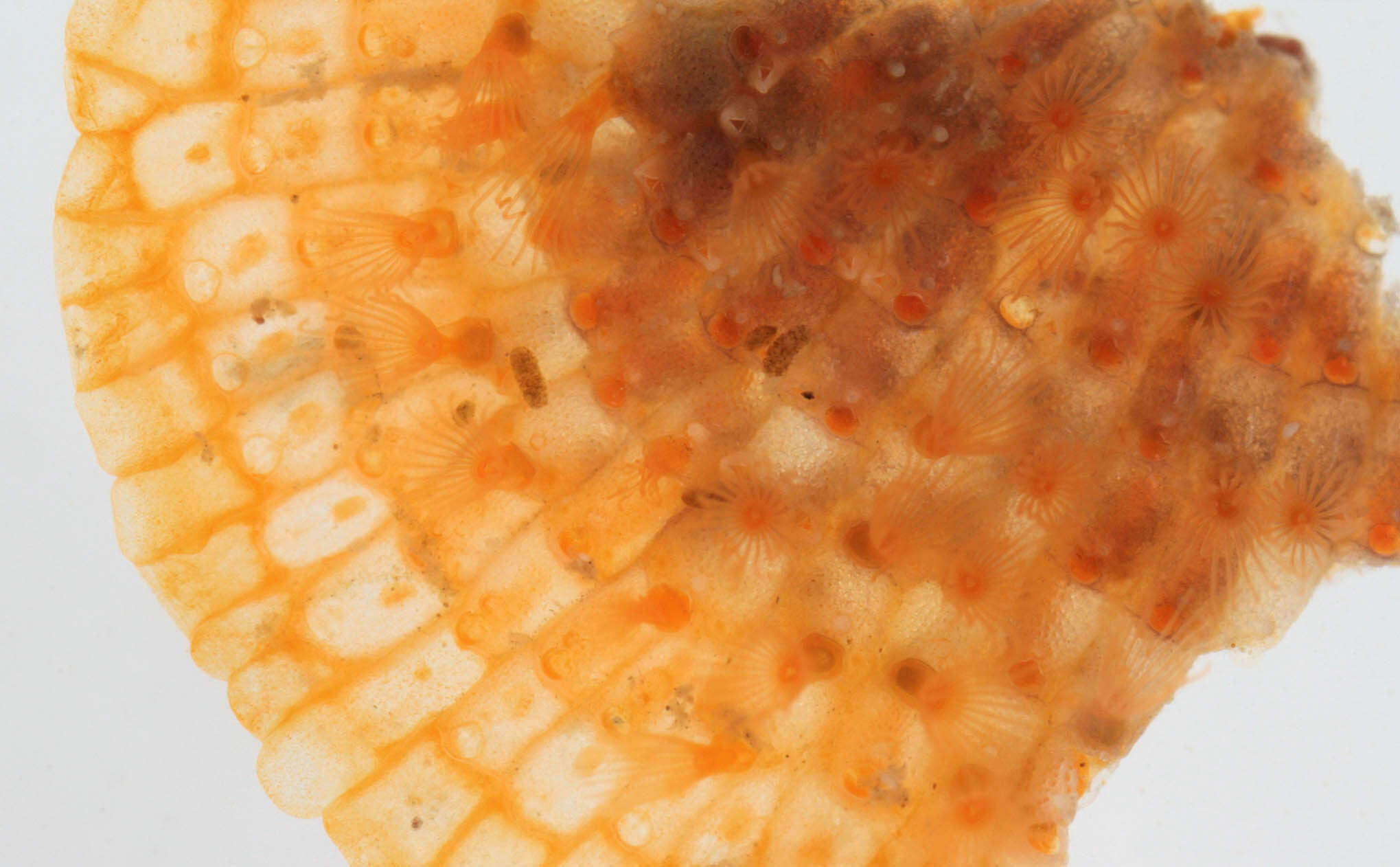 Image of Bryozoan