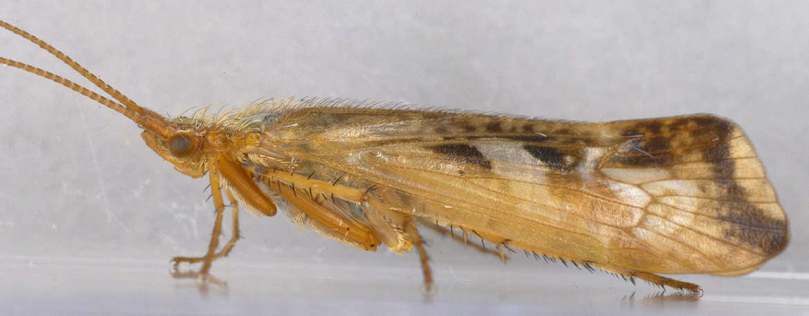 Image of Limnephilus lunatus Curtis 1834