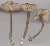 Image of Entoloma huijsmanii Noordel. 1984