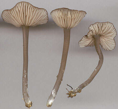 Image of Entoloma huijsmanii Noordel. 1984