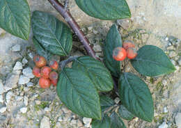 صورة Cotoneaster sternianus (Turrill) Boom