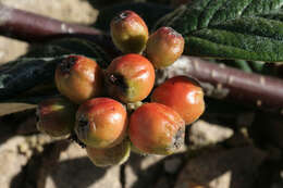 صورة Cotoneaster sternianus (Turrill) Boom