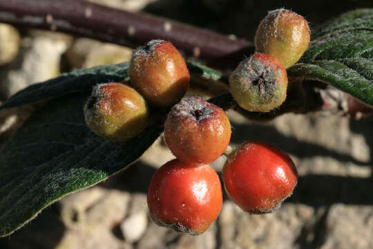 صورة Cotoneaster sternianus (Turrill) Boom